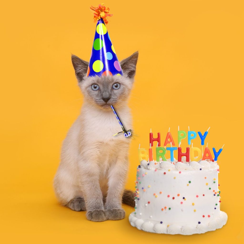 Cat themed Birthday party