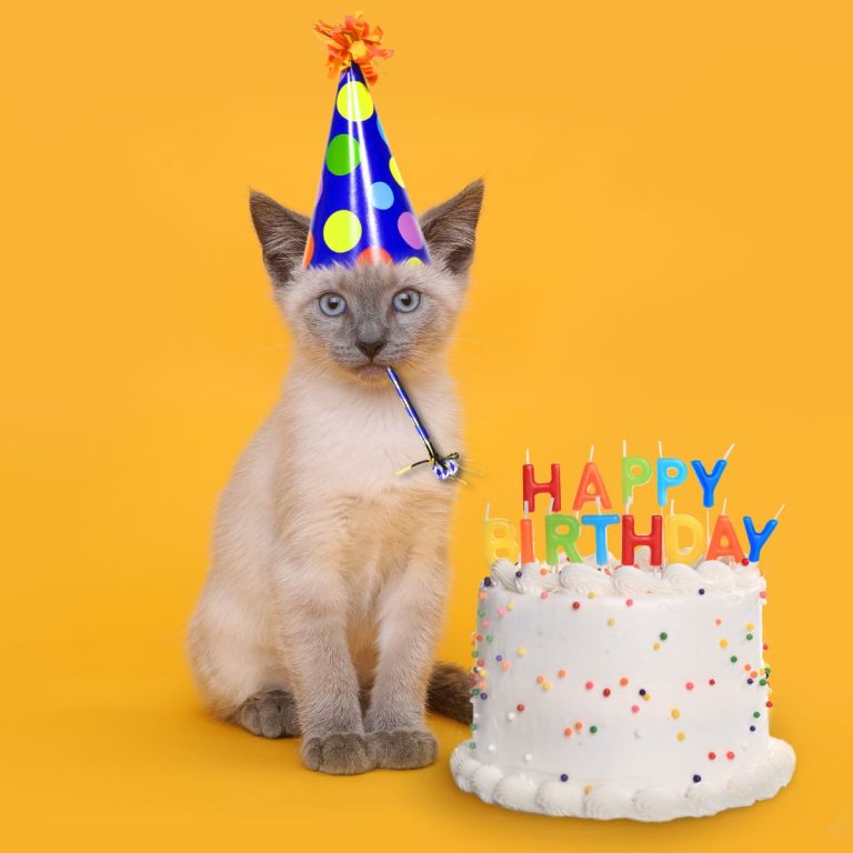 How to Plan the Purrfect Cat Themed Birthday Party