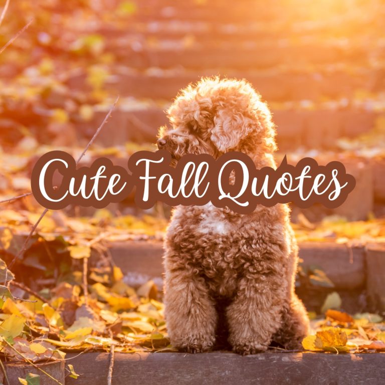 Cute Fall Quotes
