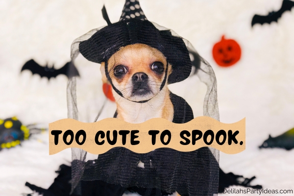 Cute dog wearing witch costume, with quot overlay
