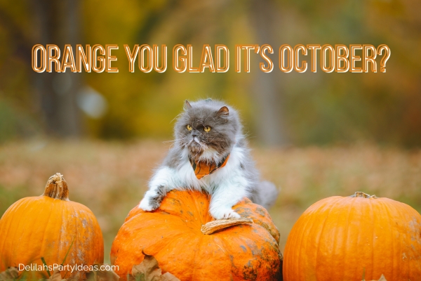 Cat on pumpkin with quote overlay
