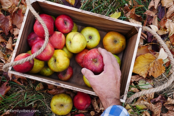 Freshly picked apples in a crate