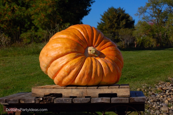 giant pumpkin