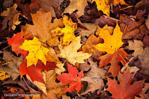 colorful fall leaves