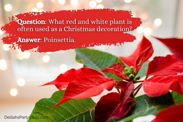 Poinsettia plant with trivia overlay