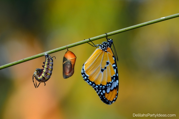 butterfly emerging from chrysalis