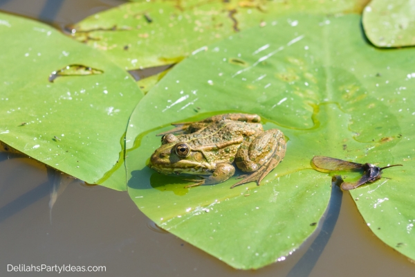 frog in pond