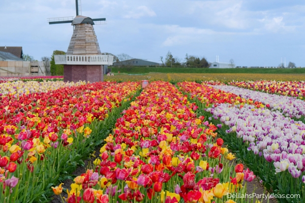 field of tulips in Netherlands