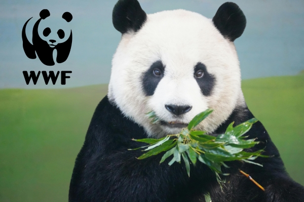 giant panda, wwf logo