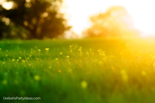 spring meadow sunrise