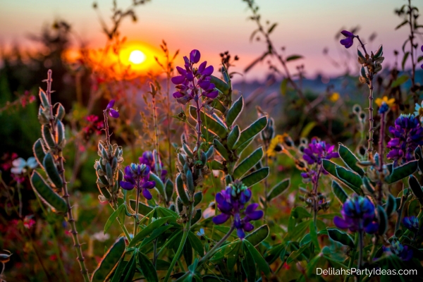 spring sunset