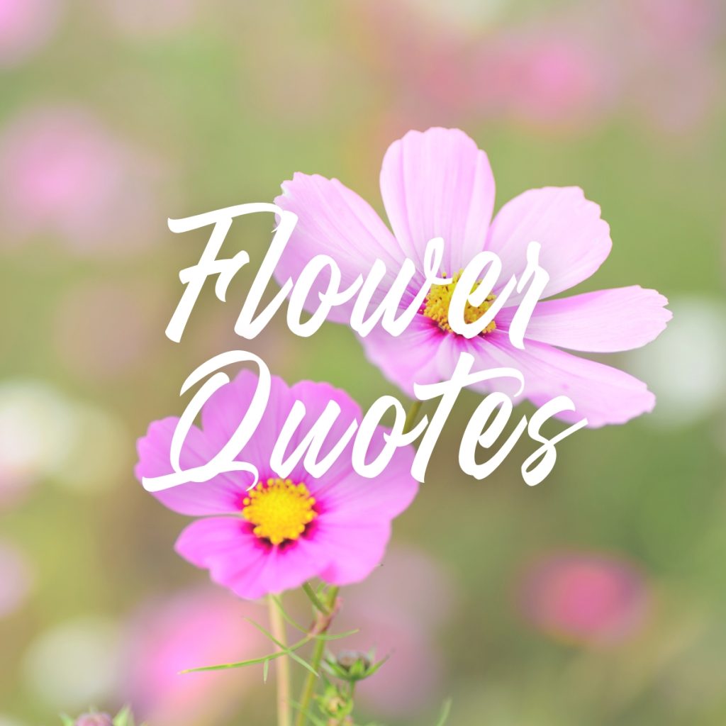 flower quotes
